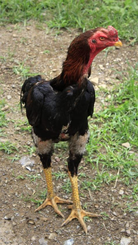 black jap gamefowl|Breed Profile: Shamo Chicken .